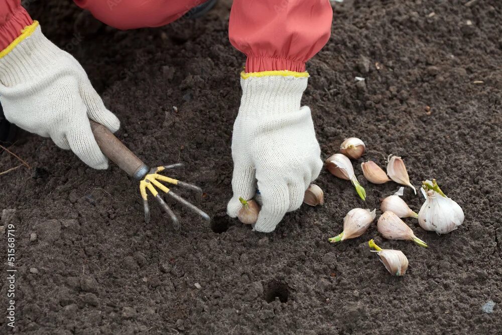 Посадка чеснока под зиму фото gardener sets garlic in soil Stock-Foto Adobe Stock