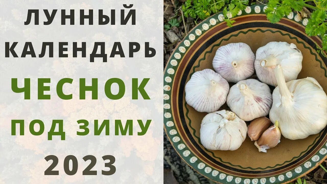 Посадка чеснока в сентябре по лунному календарю ОЗИМЫЙ ЧЕСНОК: Сроки посадки под зиму по лунному календарю 2023: ОКТЯБРЬ, НОЯБРЬ