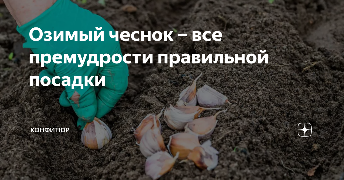 Посадка чеснока в сибири по лунному календарю Озимый чеснок - все премудрости правильной посадки Конфитюр Дзен