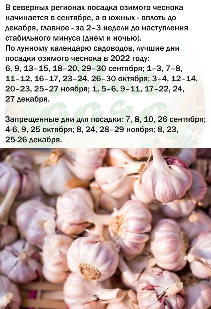 Посадка чеснока в сибири по лунному календарю Посадка озимого чеснока в нынешнем 2022 году. 2022 Валентина Климина ВКонтакте