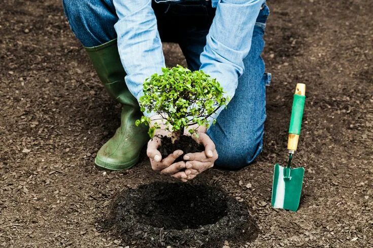 Посадка деревьев кустарников фото Planting Trees to Feed Your Soul Árboles y arbustos, Arboles planta, Plantación 