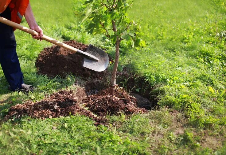 Посадка деревьев кустарников фото How to Transplant a Tree Trees to plant, Smart garden, Garden trees