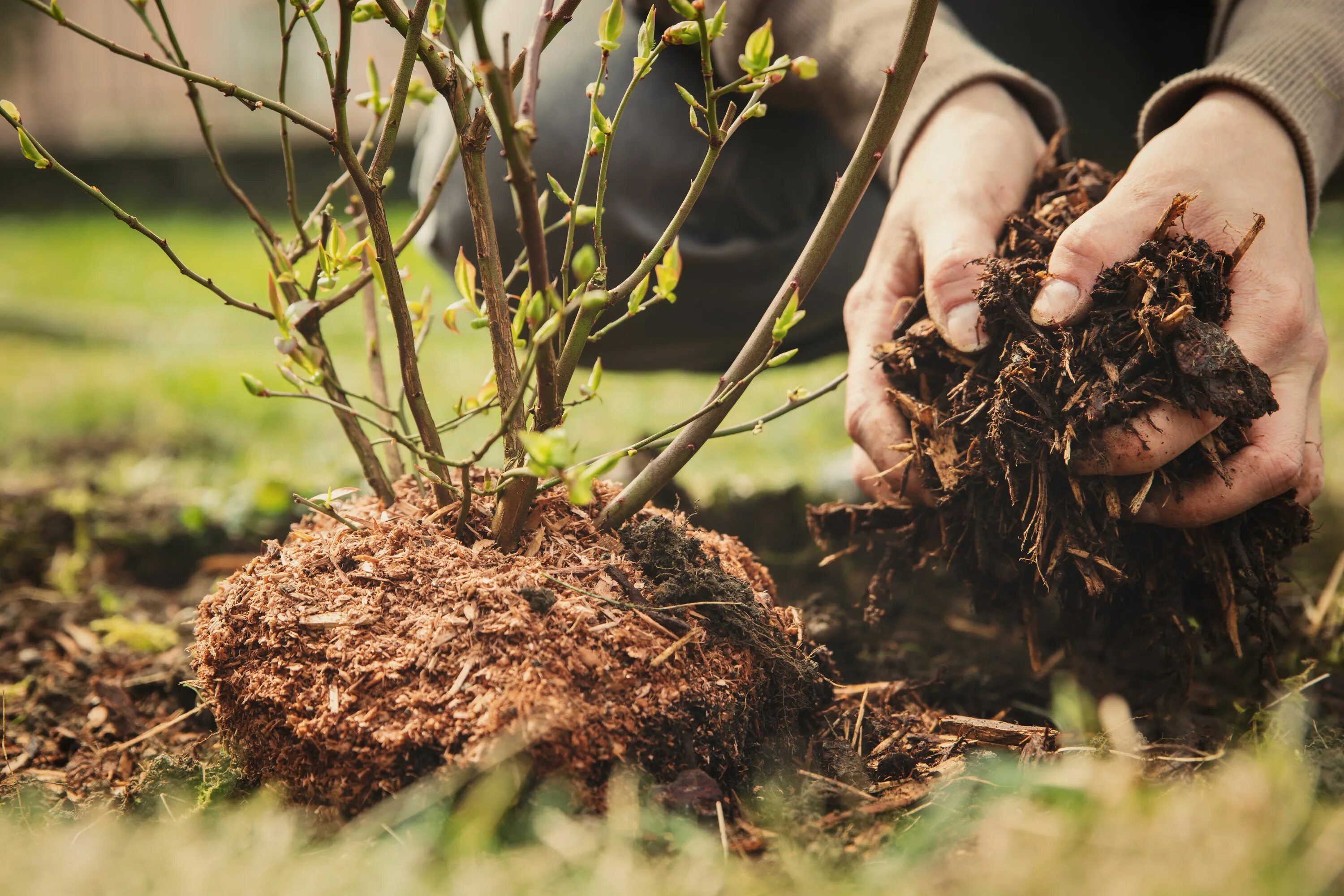 Посадка деревьев кустарников фото How to Help Perennial Plants Survive The Winter