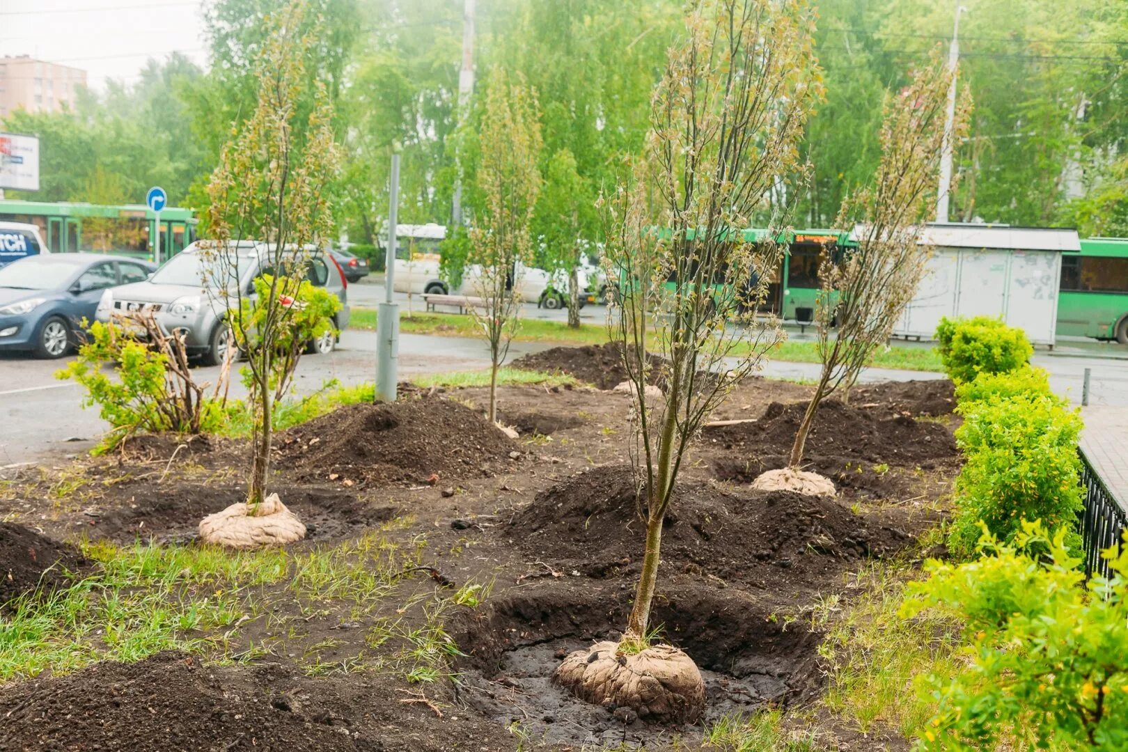 Посадка деревьев кустарников фото В Чебоксарах весной высадят 302 дерева и 1174 кустарника Официальный портал орга