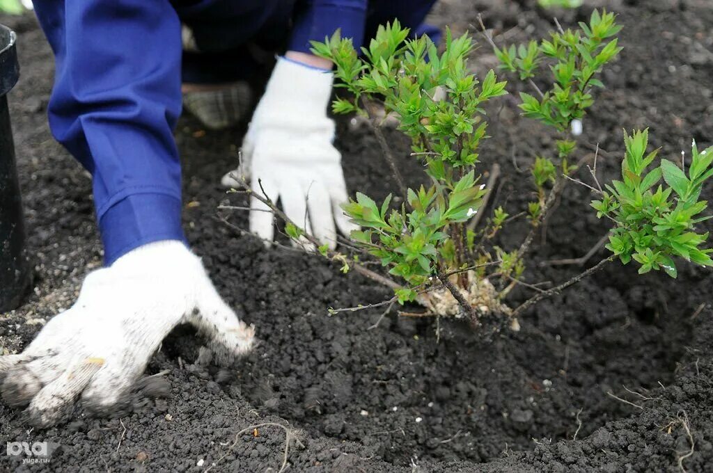 Посадка деревьев кустарников фото Оранж - Ремонт и строительство, Озеленение, Хозяйство и уборка, Ульяновская обла