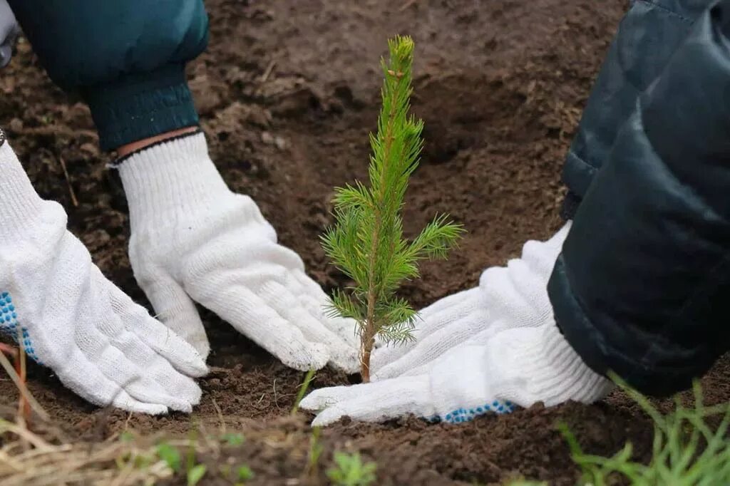 Посадка ели фото В Орловской области высадили саженцы дуба и сосны на 26 гектарах Национальные пр