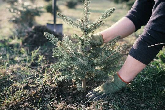 Посадка ели фото Sustainable Christmas Зображення - огляд 18,628 Стокові фото, векторні зображенн