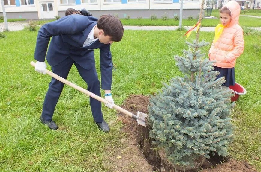 Посадка ели фото Как пересадить голубую ель - MosRosa.ru