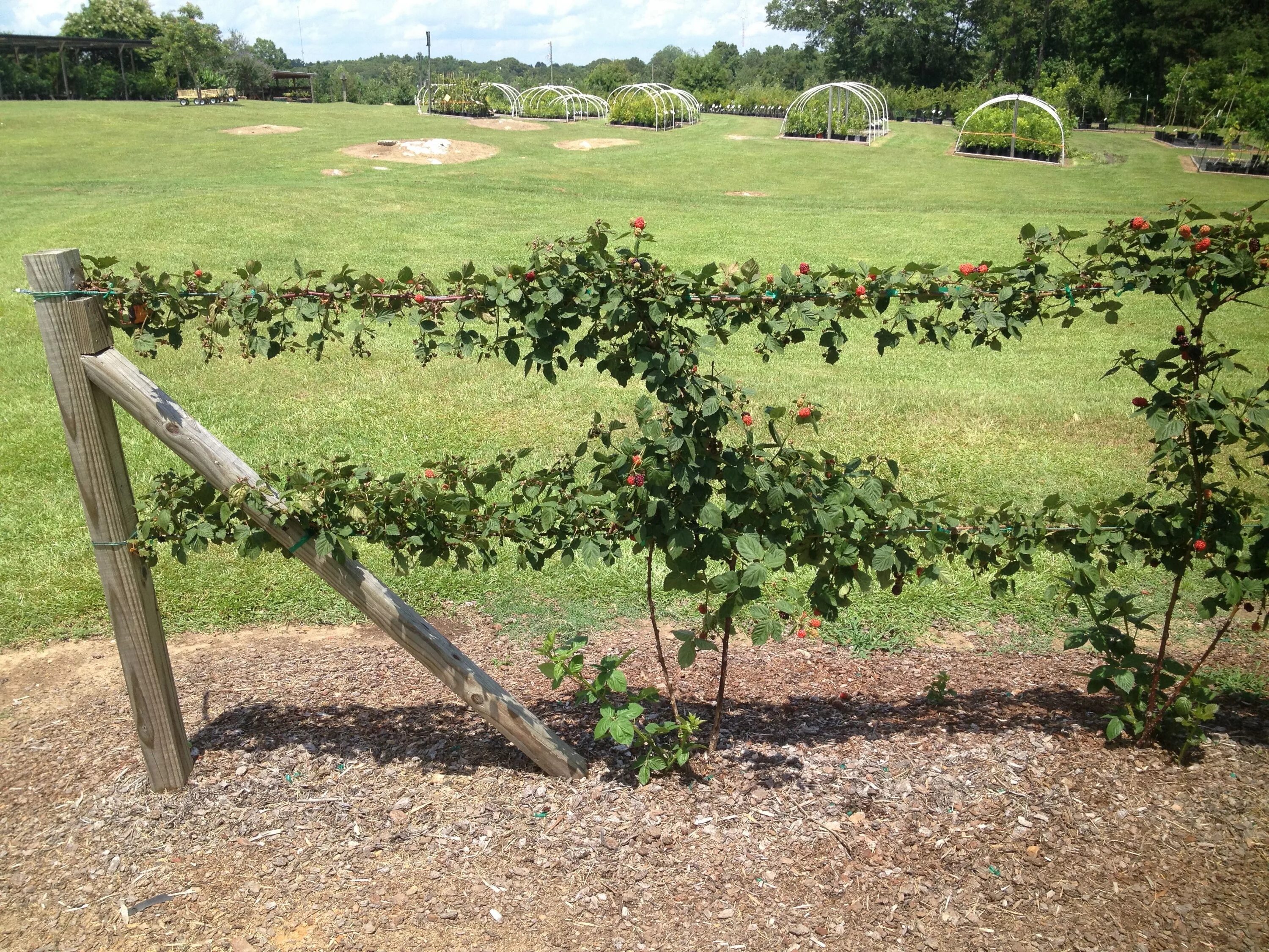 Посадка ежевики фото Blackberries on a trellis at Petals From the Past in Jemison, AL. Blackberry tre