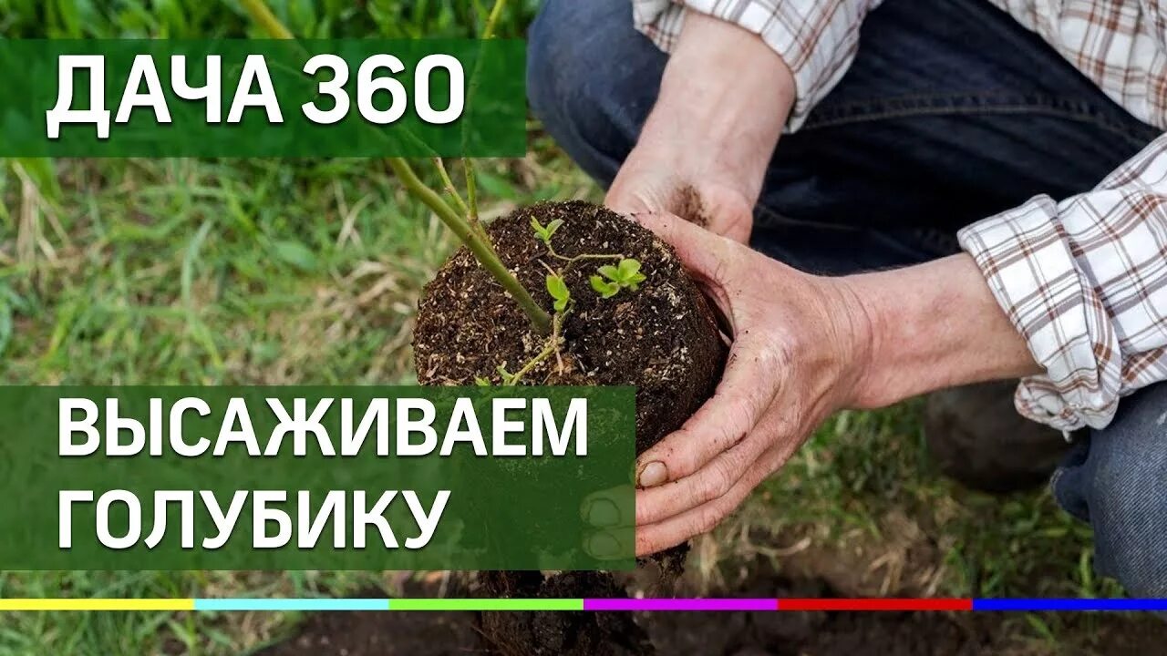 Посадка фото Высаживаем голубику - ДАЧА 360 - YouTube