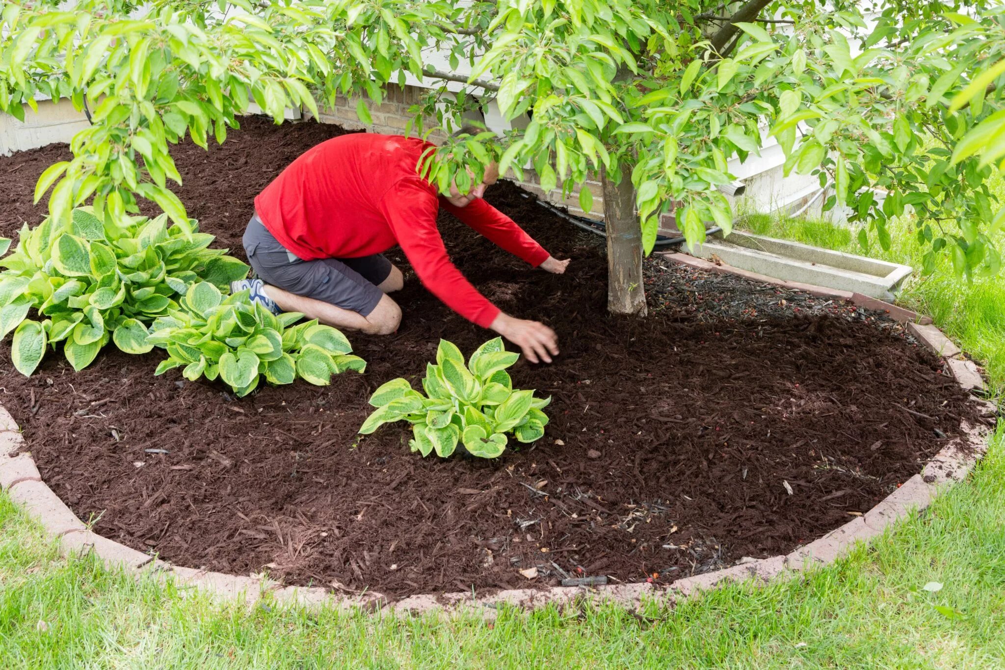 Посадка фото How to Apply Mulch Properly " The Money Pit