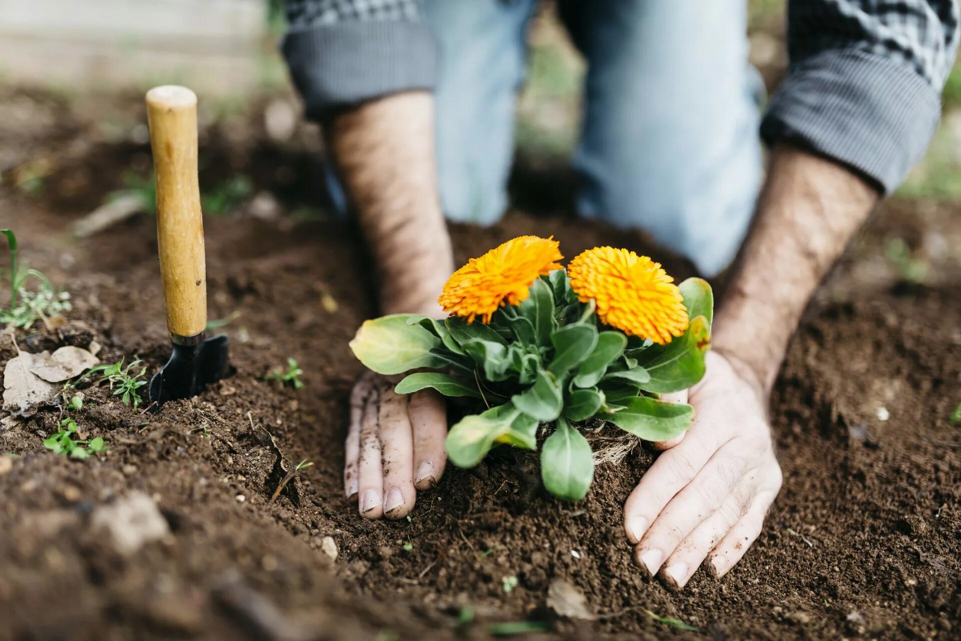 Посадка фото Study shows the key to your happy and healthy life is gardening