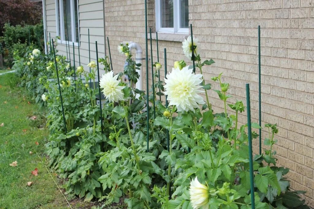 Посадка георгинов фото IMG_3104 Chicago florist, Dahlia, Plants