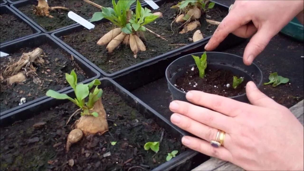 Посадка георгинов фото How to take dahlia cuttings - YouTube