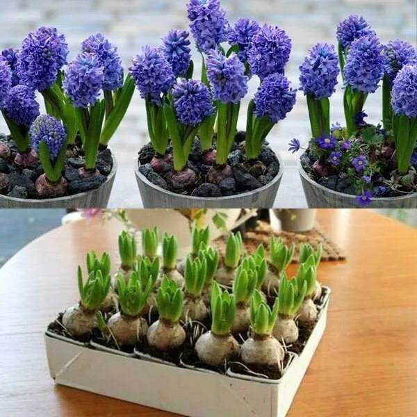 Посадка гиацинтов фото Луковицы гиацинта Hyacinths BLUE jacket многолетние цветы 3 шт. в уп. - купить в