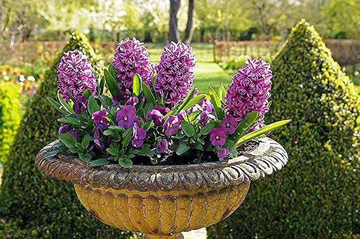 Посадка гиацинтов фото EL BLOG DE LA TABLA: Oda al jacinto (Hyacinthus orientalis) in 2020 Flower pots,