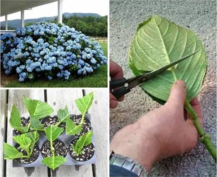 Посадка гортензии фото cortando folha grande de hortênsia pela metade Growing hydrangeas, Planting hydr