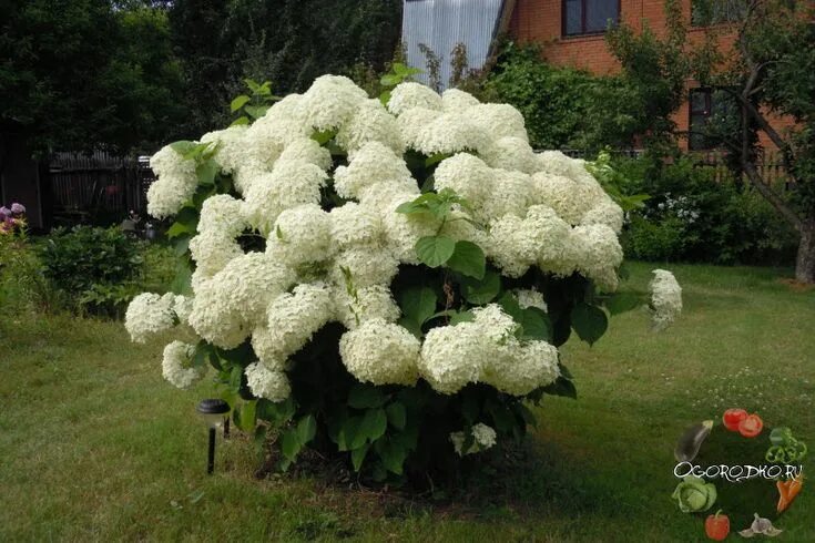 Посадка гортензии фото Гортензия, посадка и уход - все, что нужно знать! Подкормки, мульчирование, обре