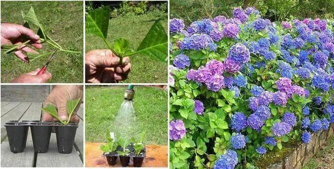 Посадка гортензии фото Pin on Jardines Growing hydrangeas, Garden vines, Growing plants