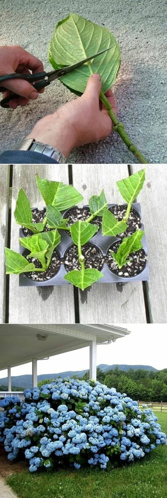 Посадка гортензии фото 4 Ways to Grow Hydrangea from Cuttings - wikiHow Idee di giardinaggio, Giardino,