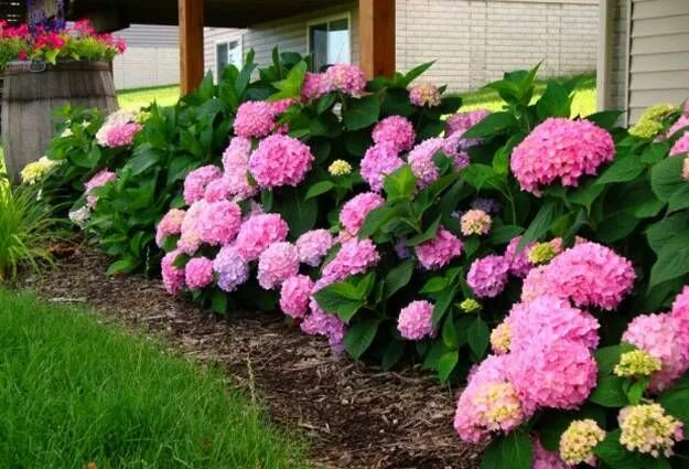 Посадка гортензии фото Landscaping with Hydrangeas: 20 Exotic Ideas for Outdoor Home Decorating