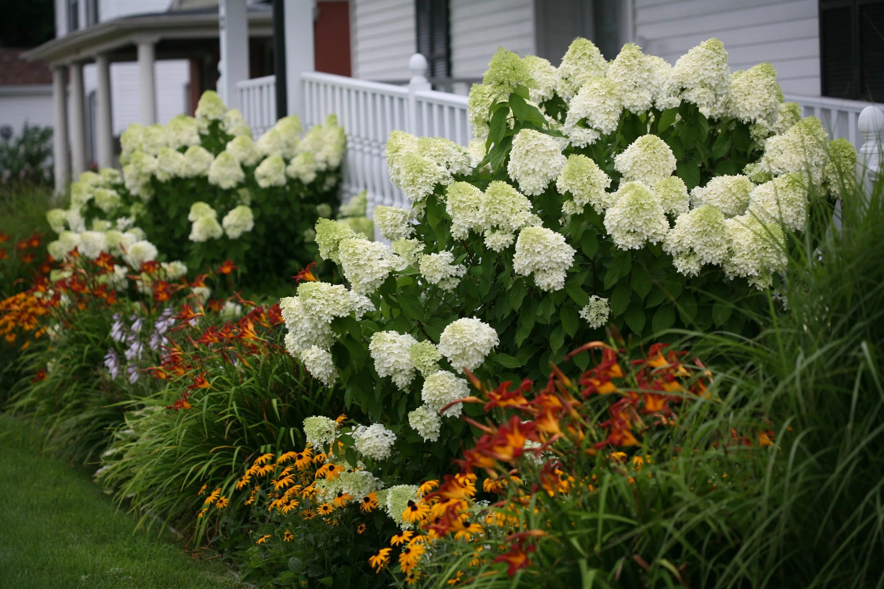 Посадка гортензии фото Limelight Hardy Hydrangea (Paniculata) Hydrangea landscaping, Hydrangea varietie