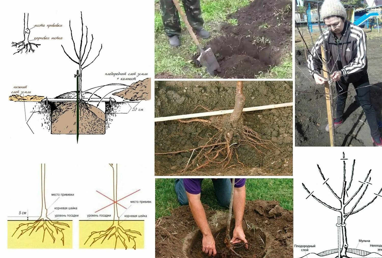 Посадка груши фото Как посадить черешню весной саженцами пошагово: найдено 87 изображений