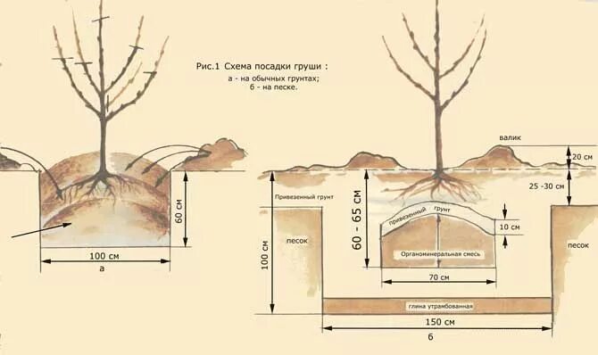 Посадка груши фото посадка груши Посадка, Огород, Посадка деревьев