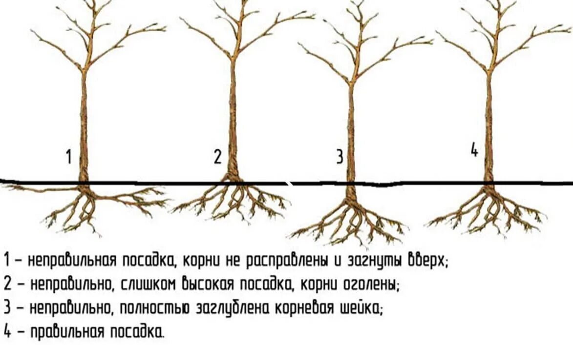 Посадка груши фото Купить саженцы колоновидного Персика в Крыму в питомнике "Аристо Сад"