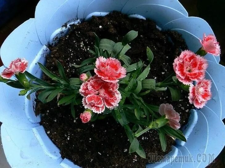 Посадка гвоздики фото Комнатная гвоздика Plants, Flowers, Vegetables