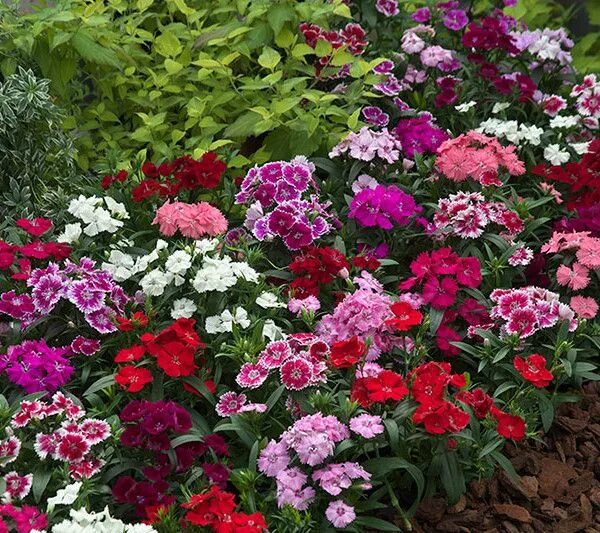 Посадка гвоздики фото Dianthus-F1-Telstar-Mix