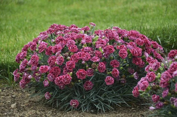 Посадка гвоздики фото Fruit Punch ® 'Cherry Vanilla' - Pinks - Dianthus hybrid Fragrant flowers, Pink 