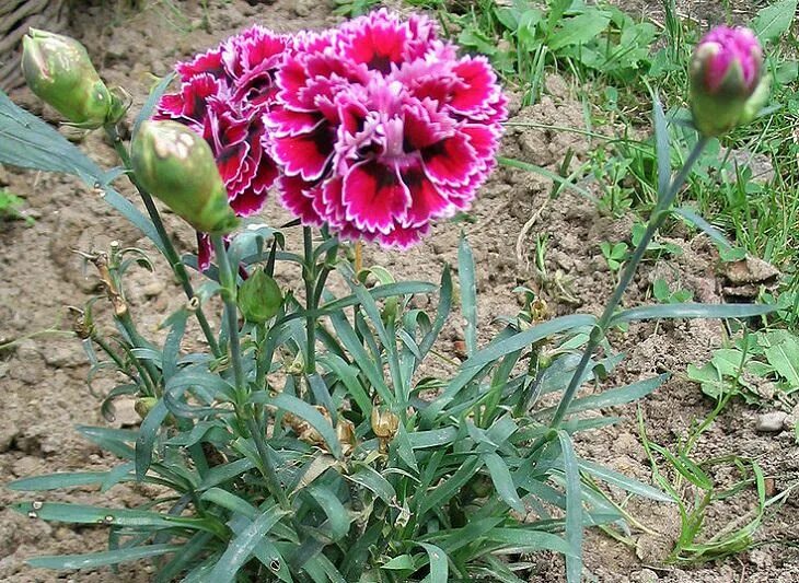 Посадка гвоздики фото The Most Gorgeous Flowers in the Carnation Family