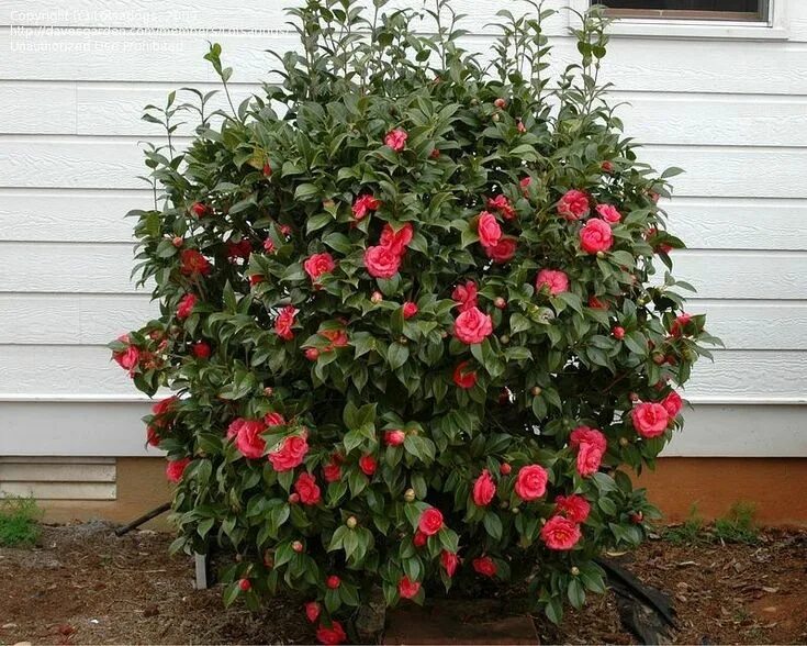 Посадка и уход фото Camellia japonica Japanese Camellia Zone 7 Flower colors: pink, white, red Plant