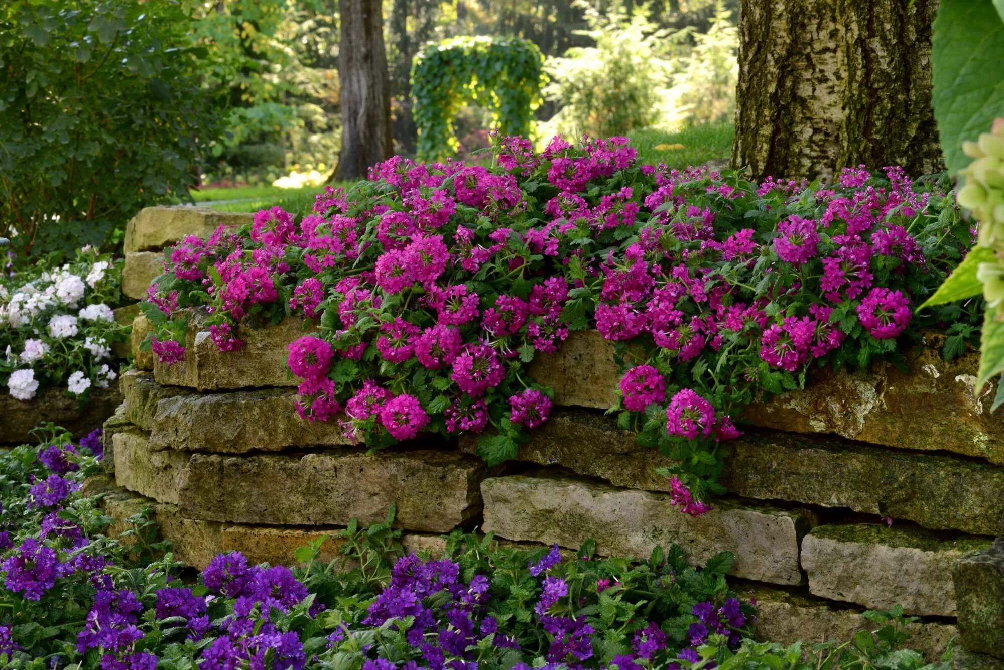 Посадка и уход фото в саду The New Generation Of Verbenas Purple flowers garden, Southern living plants, Pu