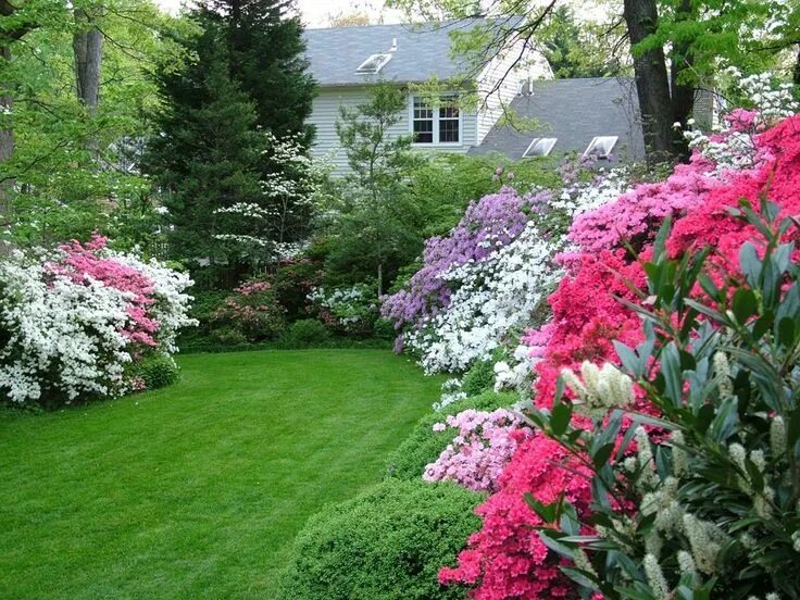 Посадка и уход фото в саду Colorful Azalea garden Azaleas landscaping, Azaleas garden, Butterfly garden lay