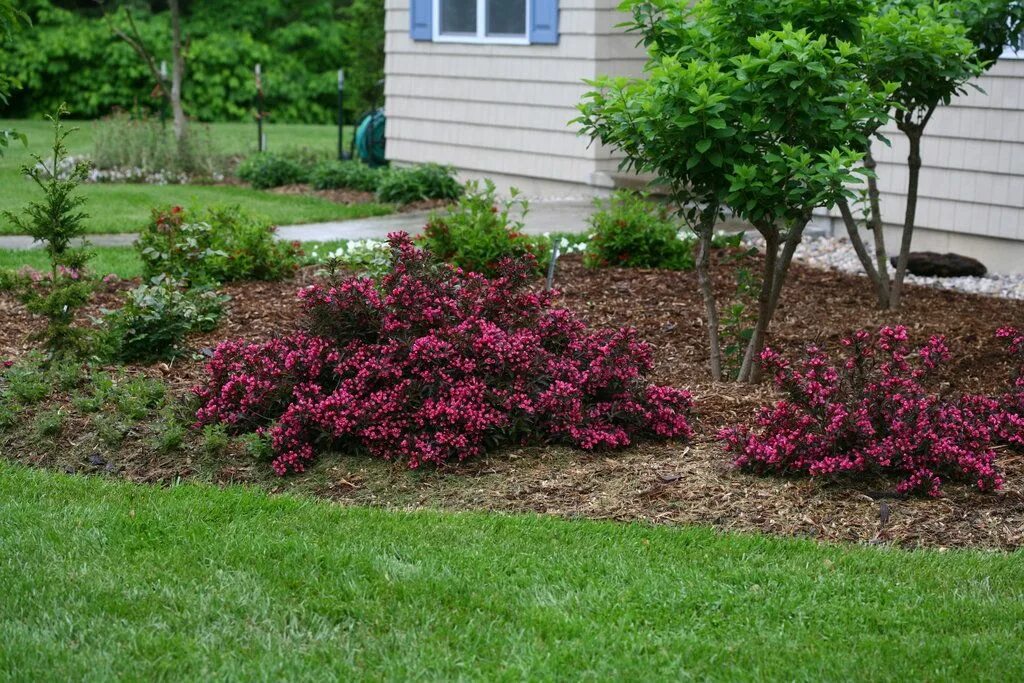 Посадка и уход фото в саду Spilled Wine ® - Weigela florida Backyard garden landscape, Landscaping with roc