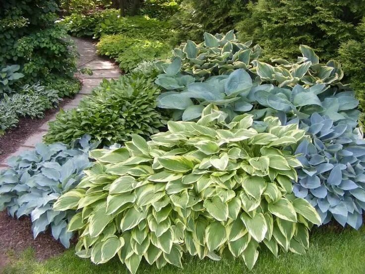 Посадка и уход хост фото Hosta Outdoor Plants For Your Garden в 2024 г Хоста сады, Теневой сад, Уличные р