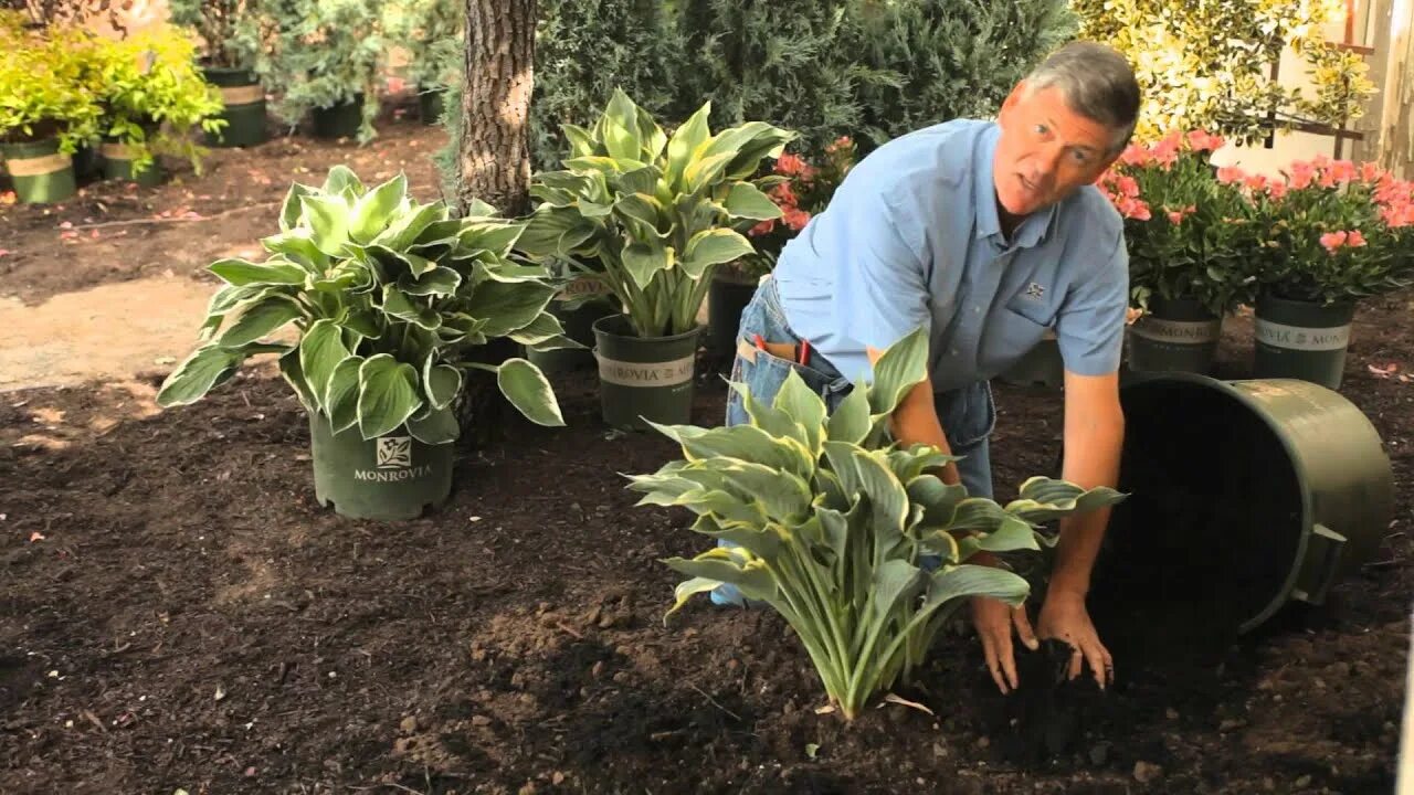 Посадка и уход хост фото How to Mulch Hostas : Garden Savvy - YouTube