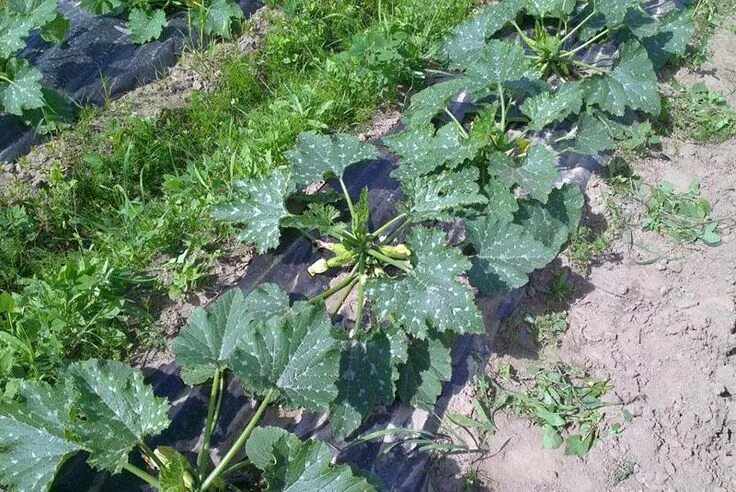 Zucchini plant in a garden stock photo. Image of green - 149839444