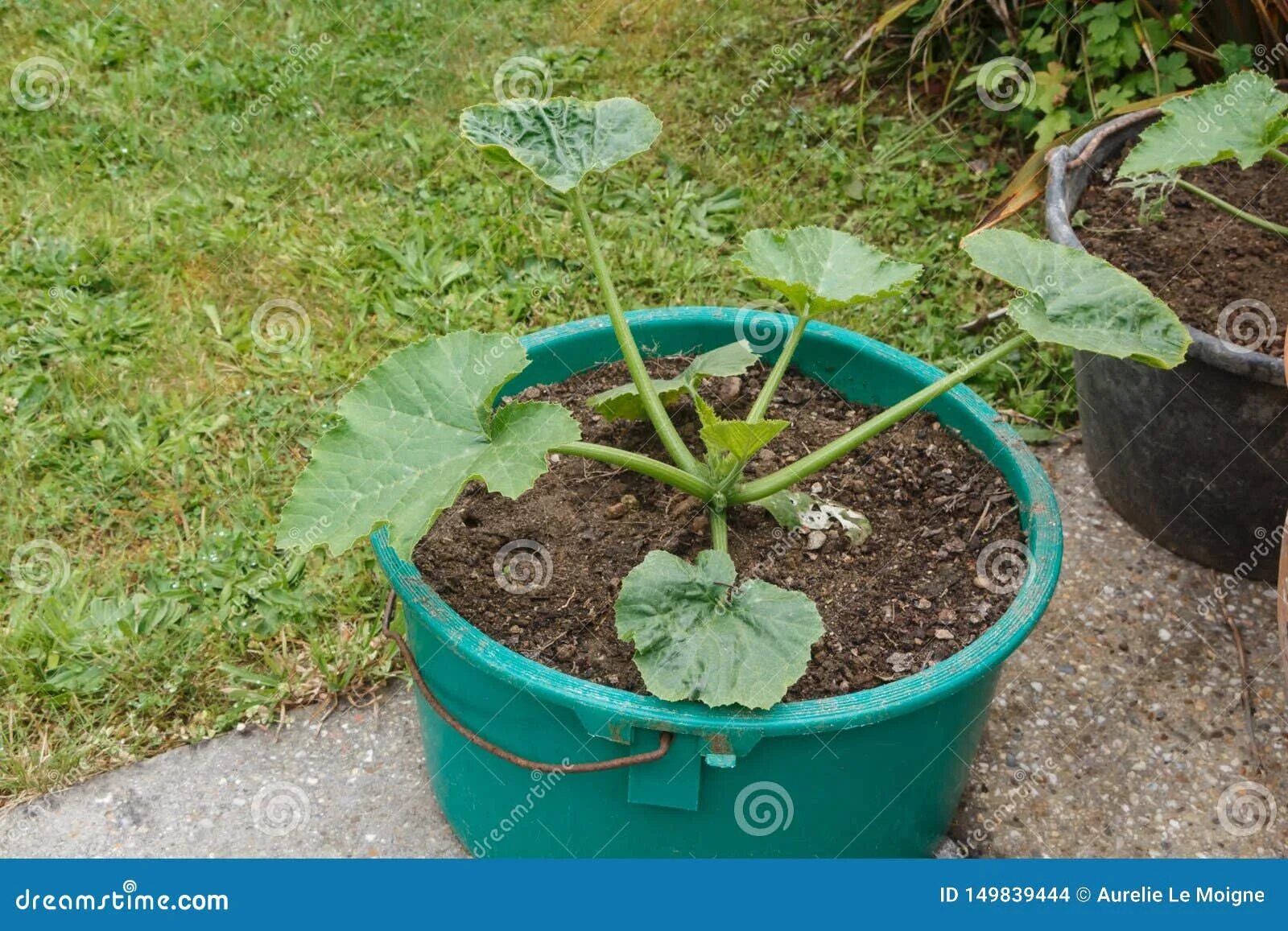 Посадка кабачков фото Zucchini plant in a garden stock photo. Image of green - 149839444