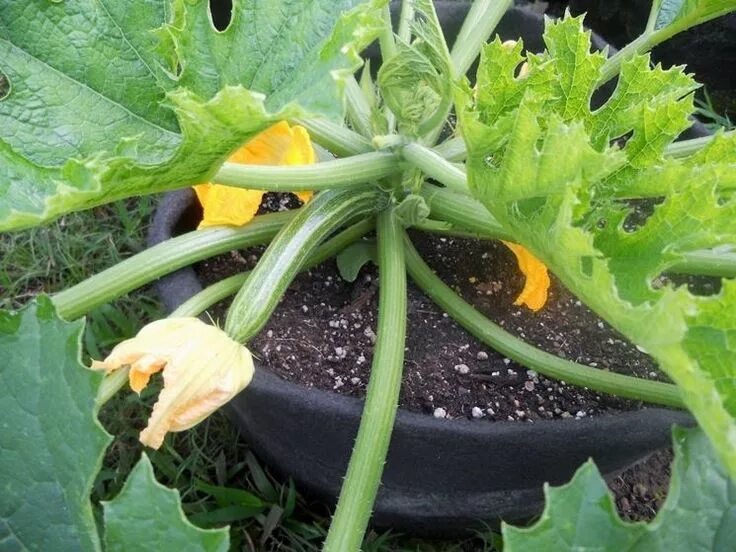 Посадка кабачков фото zucchine sul balcone