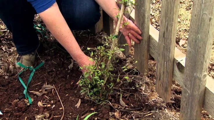 Посадка клематисов фото Planting a Clematis Clematis care, Clematis vine, Clematis