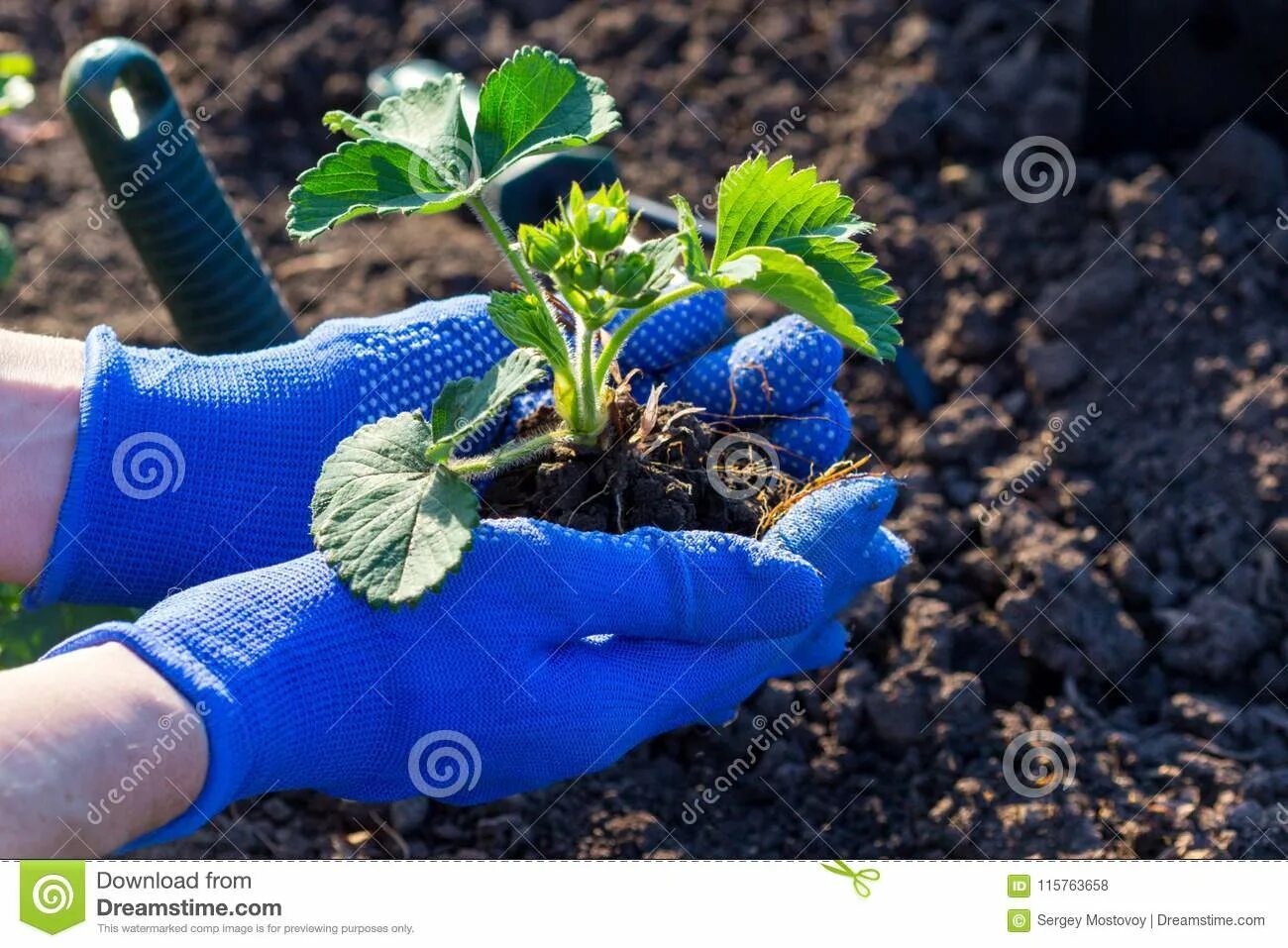 Посадка клубники осенью фото Planting Strawberries in the Garden Stock Photo - Image of ecology, life: 115763