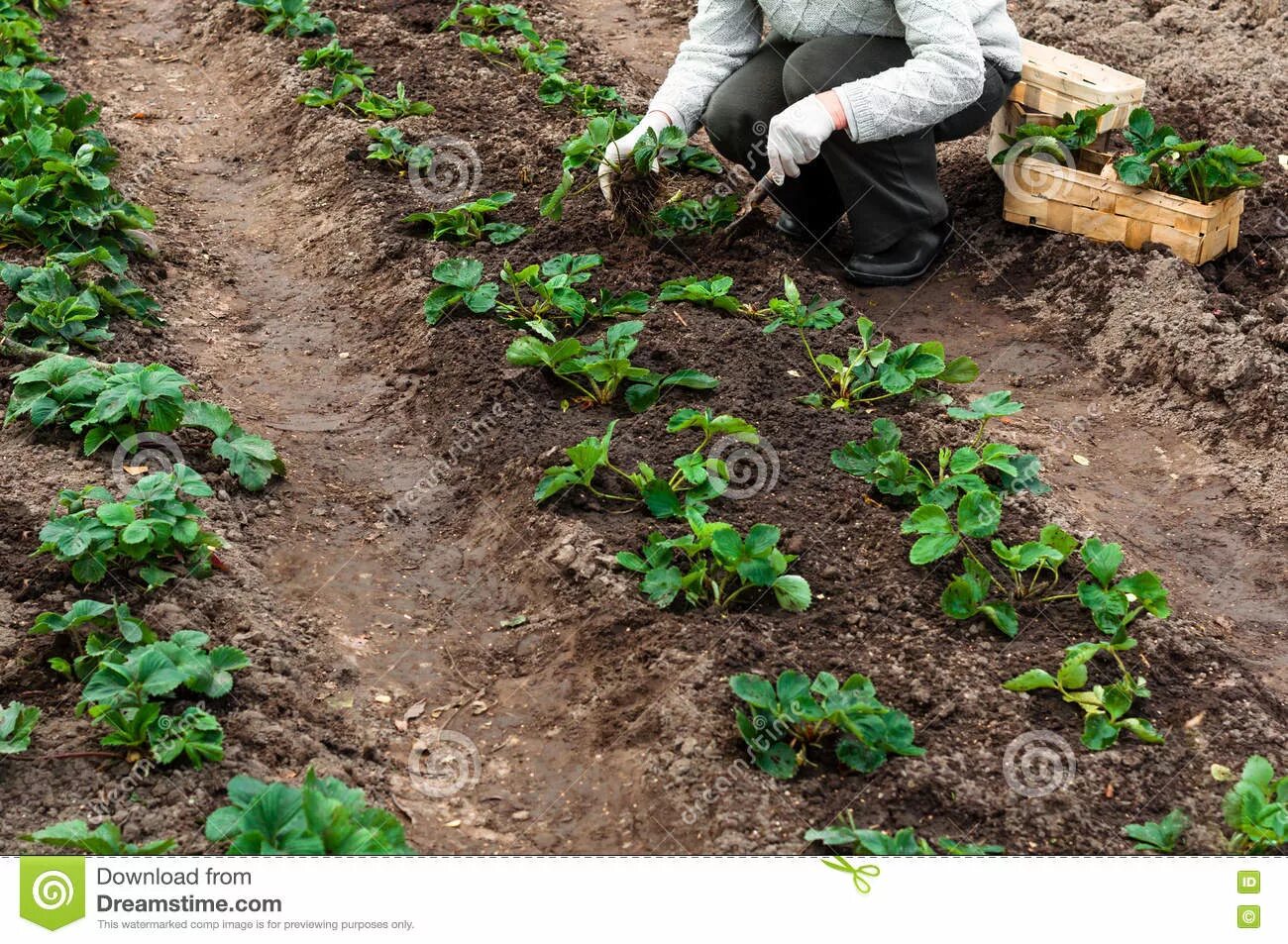 Посадка клубники осенью фото Woman is Planting Strawberries Plants in Her Garden Stock Photo - Image of autum