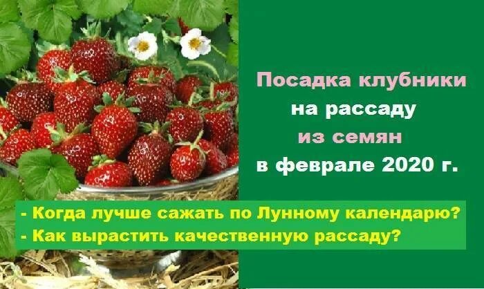 Посадка клубники по лунному календарю 2024 Земляника семенами сроки посадки