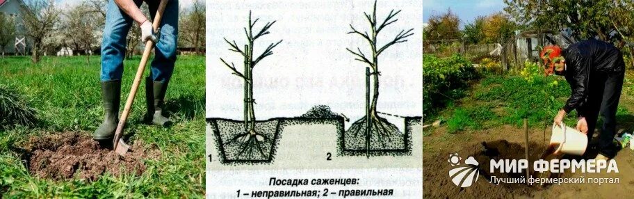 Посадка колоновидных яблонь фото Схема посадки колоновидных яблонь фото - Arhids.ru