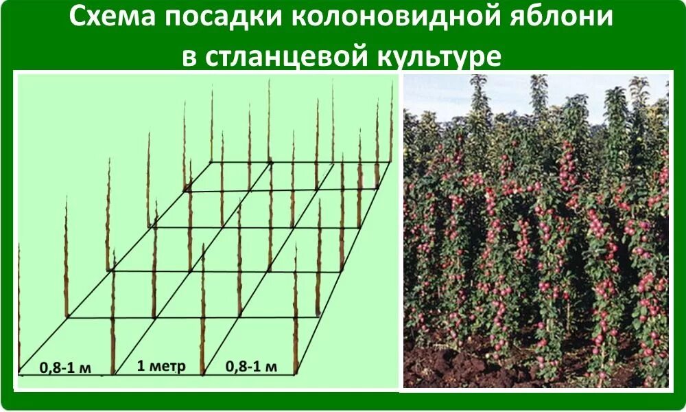 Посадка колоновидных яблонь фото Плодовые деревья друг от друга: найдено 71 изображений