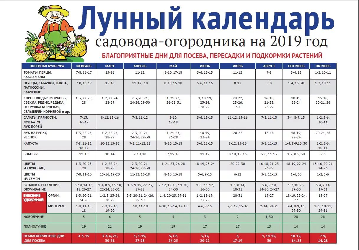 Посадка лука чеснока по лунному календарю Посадочные дни чеснока под зиму