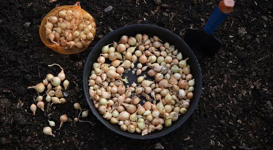 Посадка лука осенью под зиму лунный календарь Когда и как посадить лук и чеснок под зиму, несколько хитростей Supersadovnik.ru